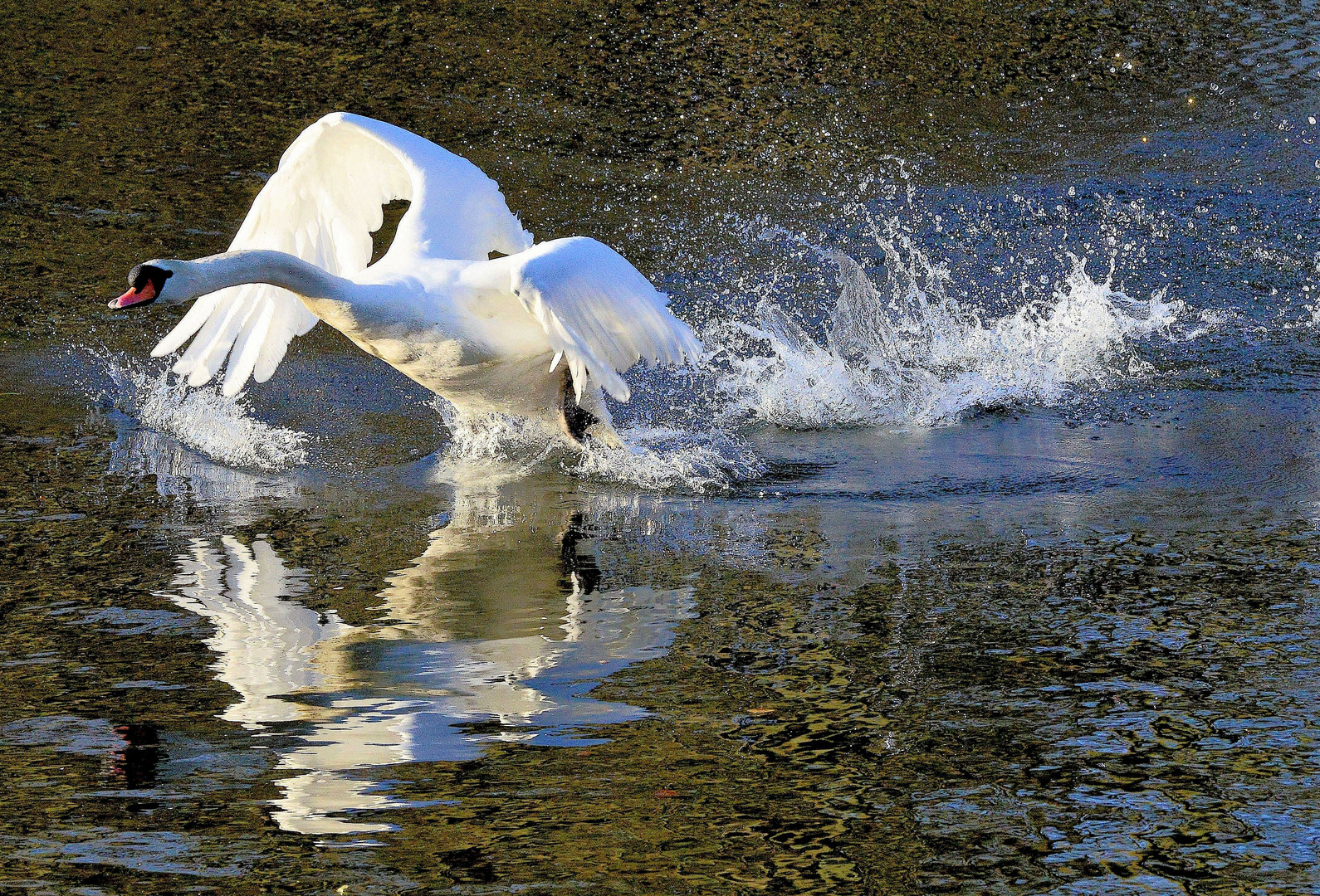 Schwan jagt Gänse