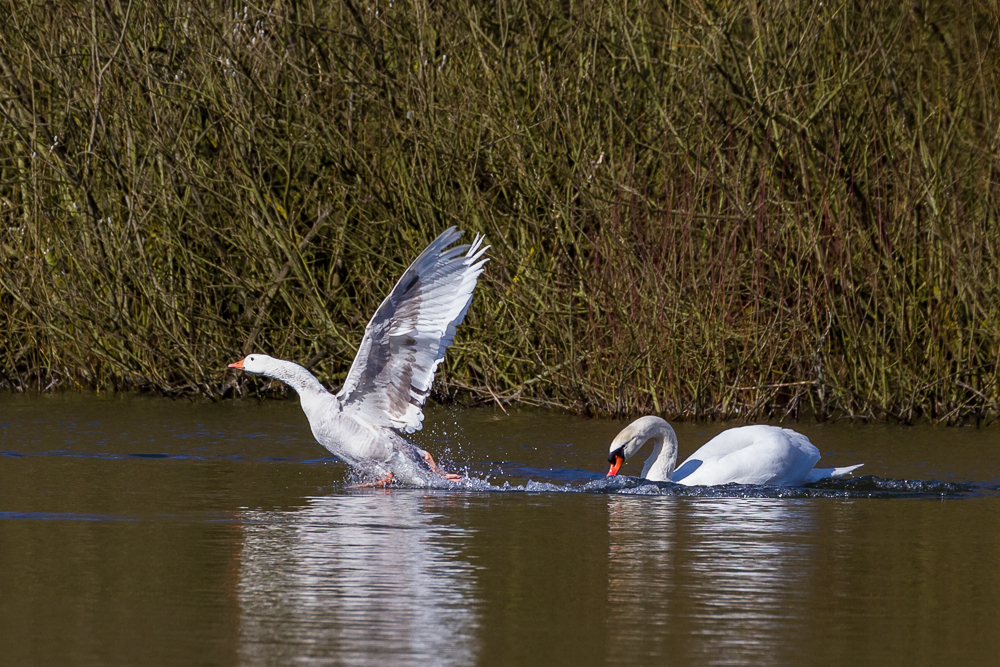 "Schwan jagt Gans"