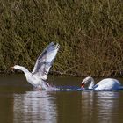 "Schwan jagt Gans"