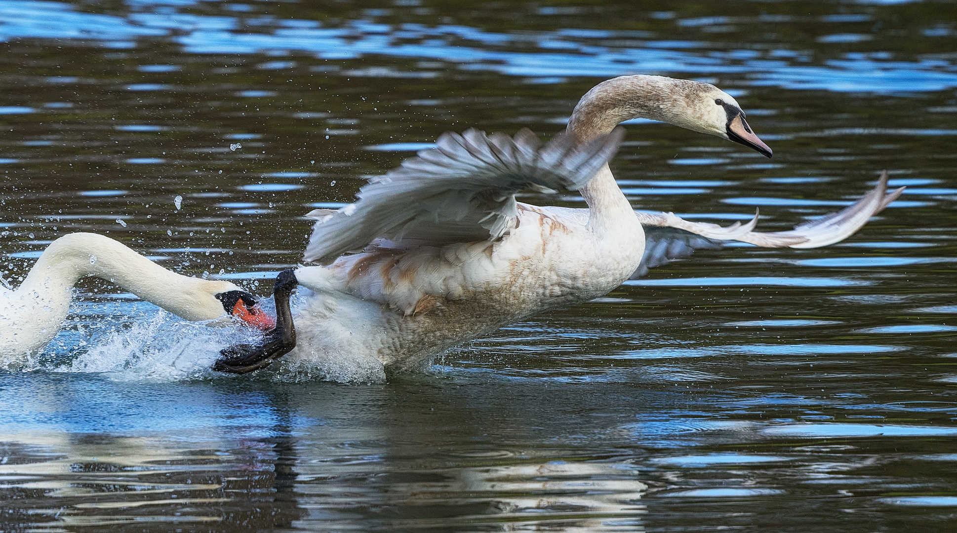 Schwan jagt Schwan