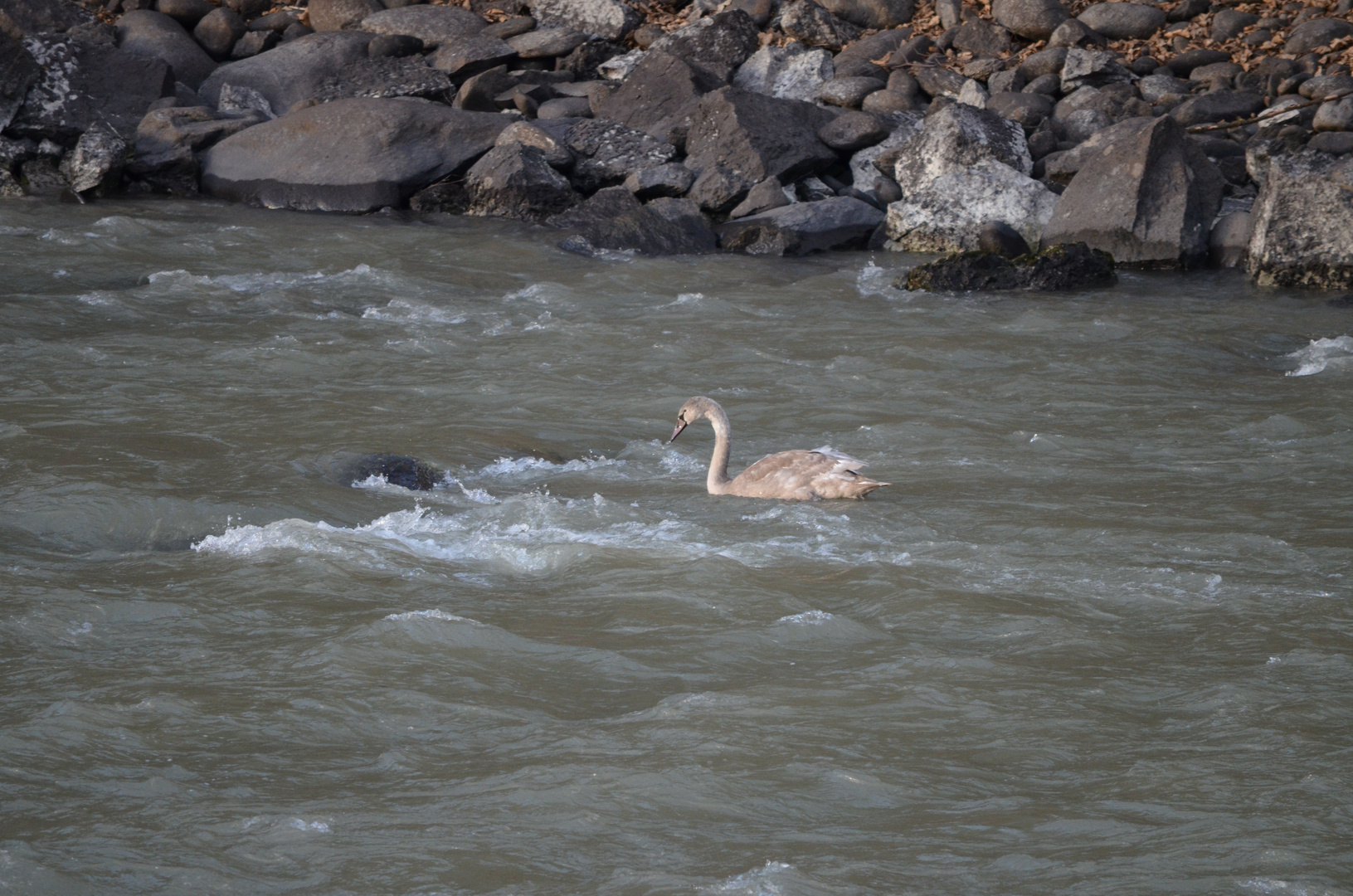 Schwan (Jungtier) im Inn