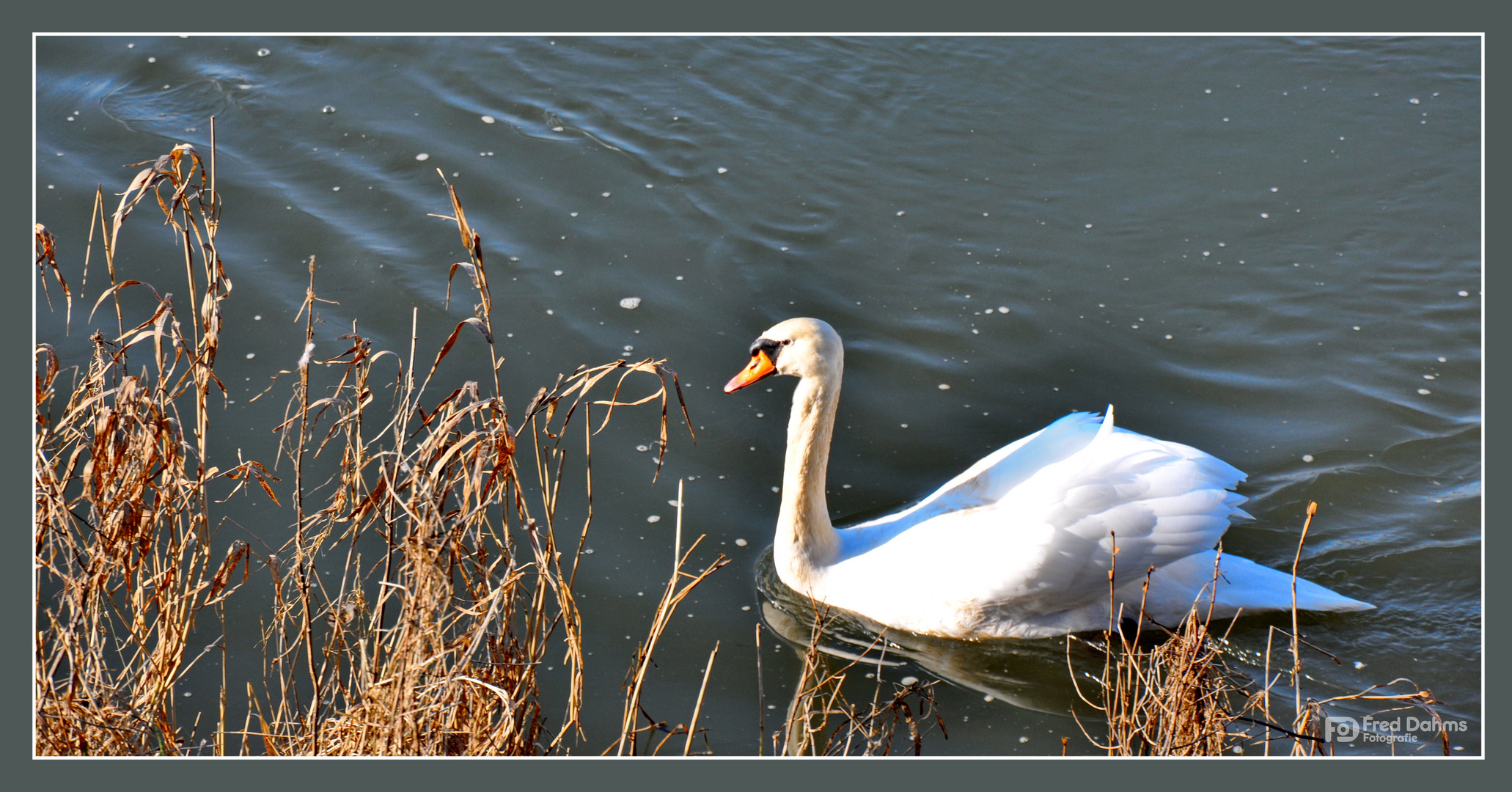 Schwan, Karlshafen Weser