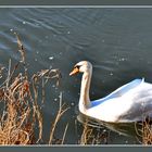 Schwan, Karlshafen Weser