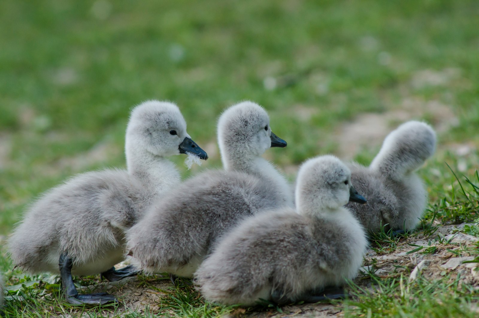 Schwan Kids - 1 Tag alte Küken