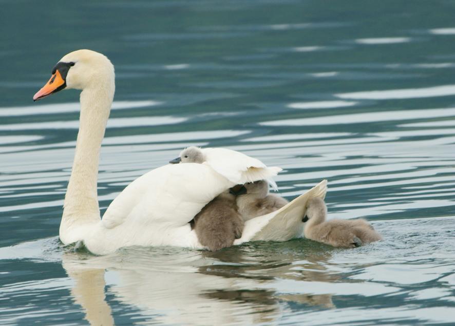 Schwan Kinder