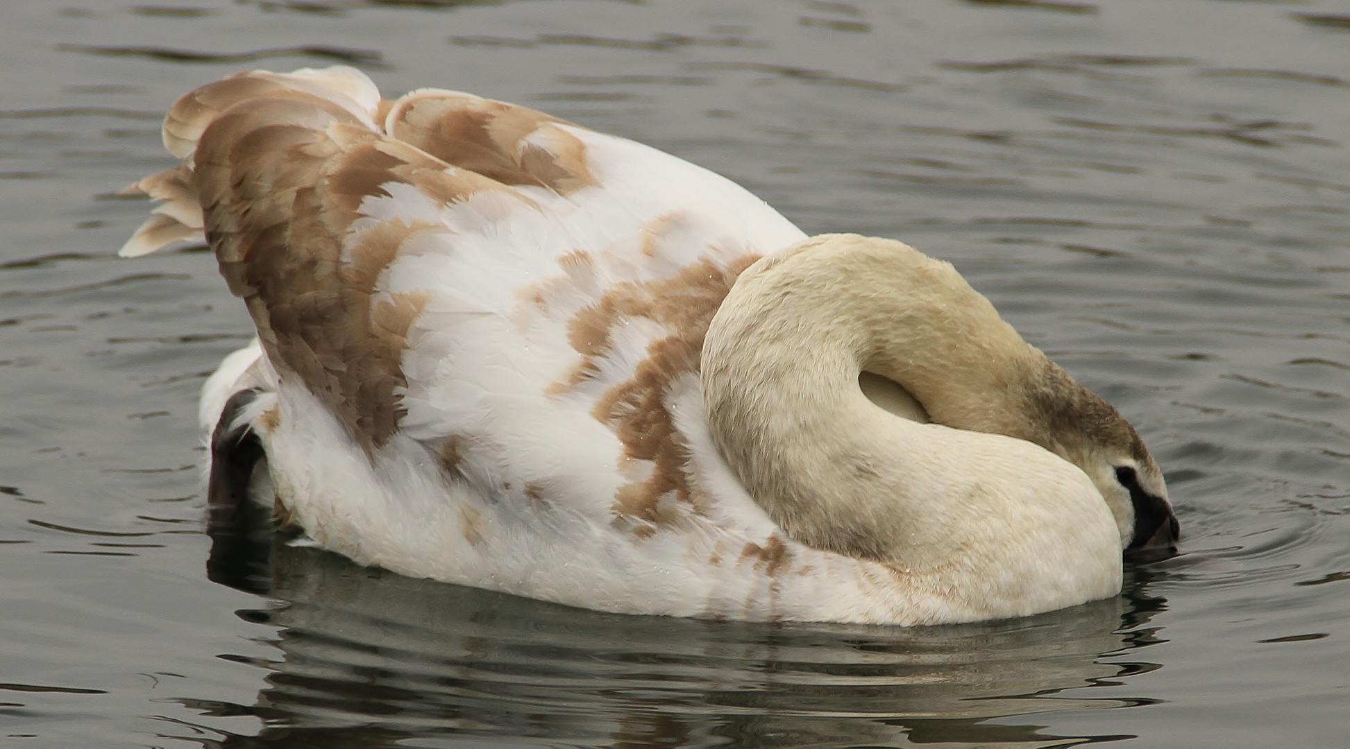 Schwan-Knoten