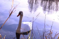 Schwan kommt!