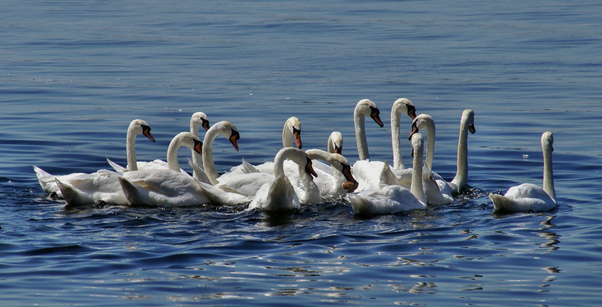 Schwan - Konferenz