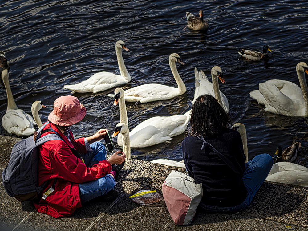 Schwan kontrolliert sein Foto (Donnerstag mit Durchblick)