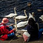 Schwan kontrolliert sein Foto (Donnerstag mit Durchblick)