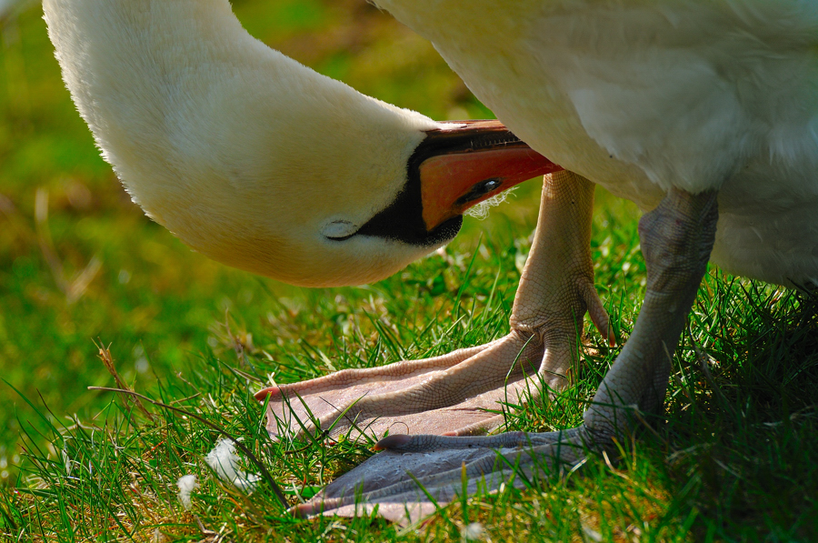 Schwan kopfüber