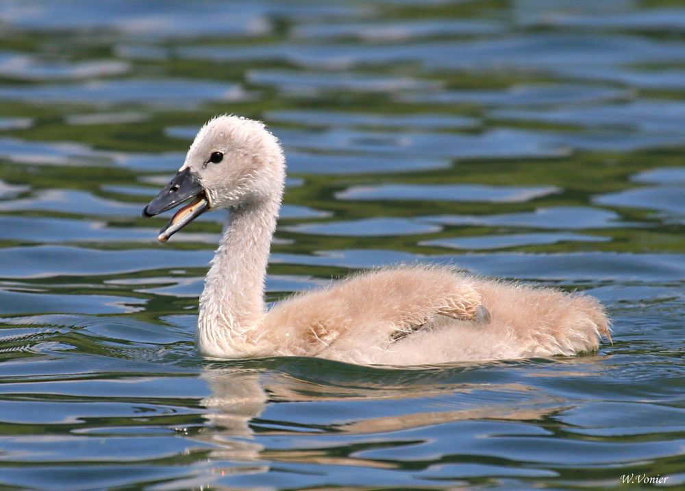 Schwan-Kücken