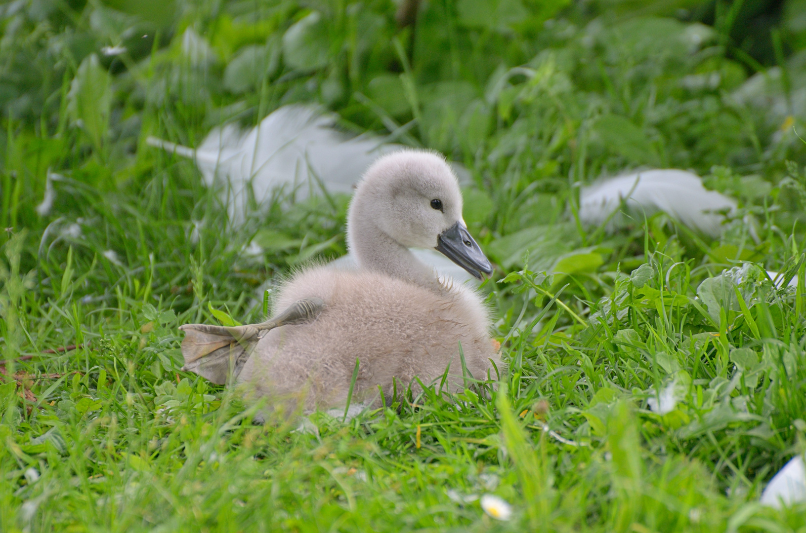 Schwan Küken