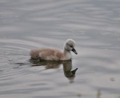 Schwan-Küken 29.05.10