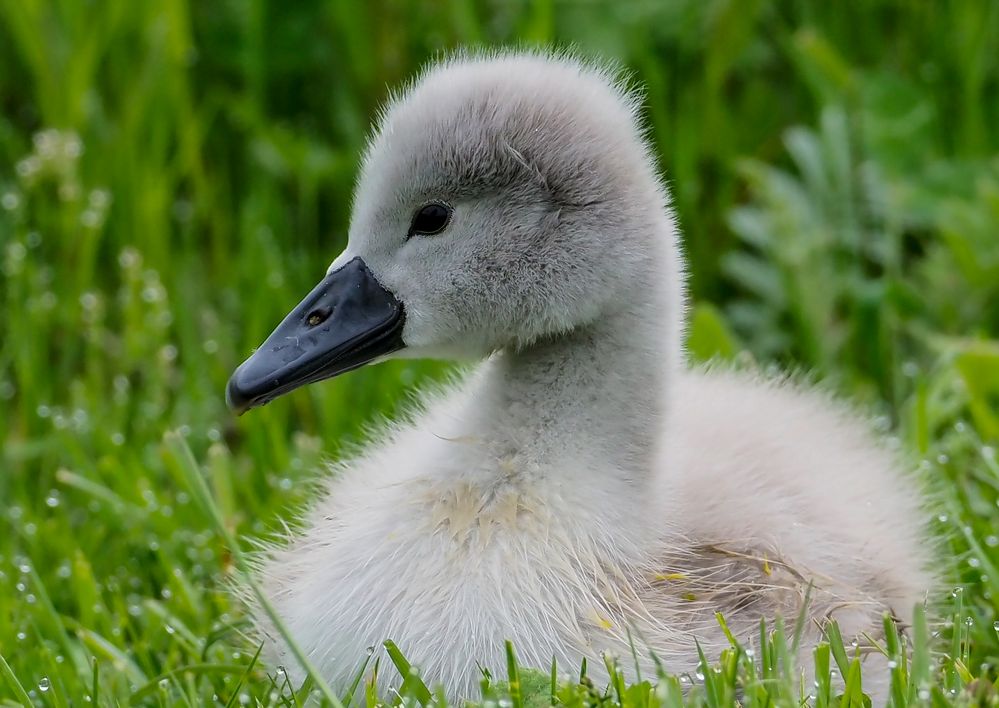 Schwan Küken