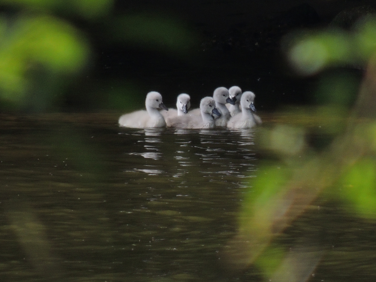 Schwan Küken