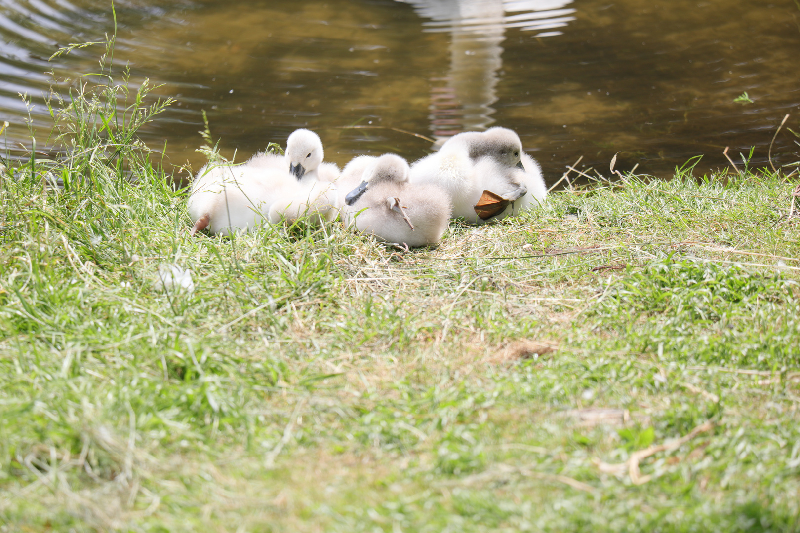 Schwan Küken