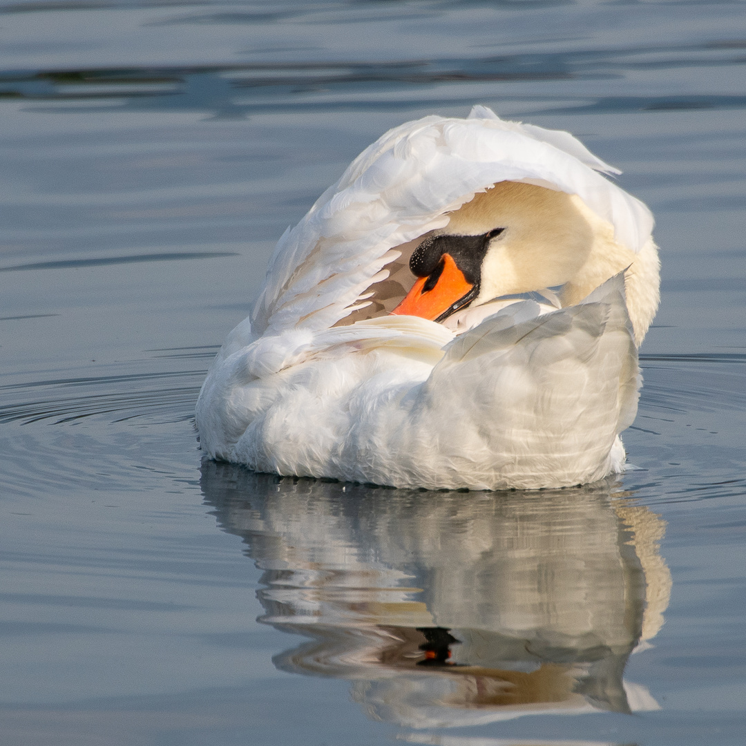 Schwan kurz dem Erwachen