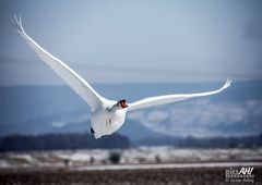 Schwan kurz nach dem Start