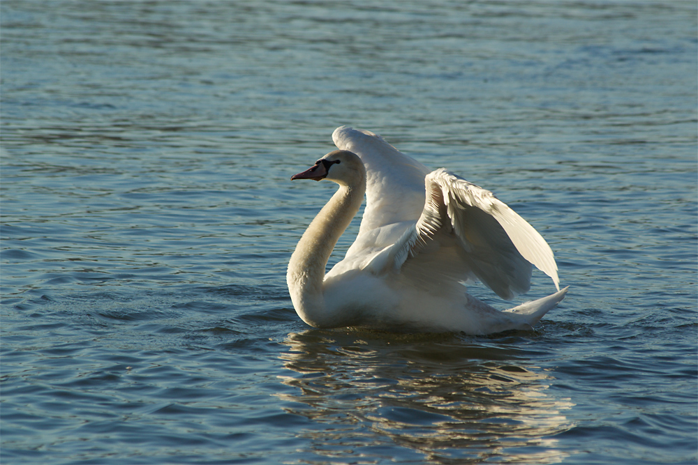 Schwan kurz nach der Landung