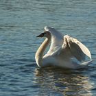 Schwan kurz nach der Landung