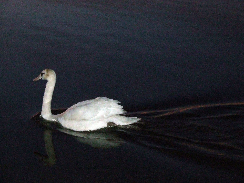 Schwan kurz nach Sonnenuntergang