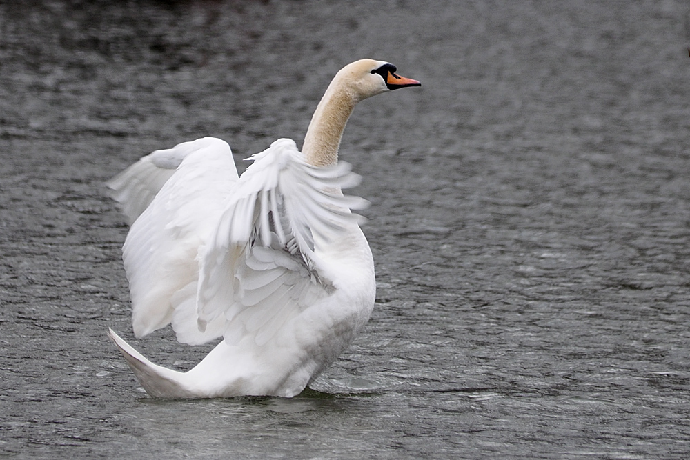 Schwan, kurz vor dem Abflug...