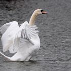 Schwan, kurz vor dem Abflug...