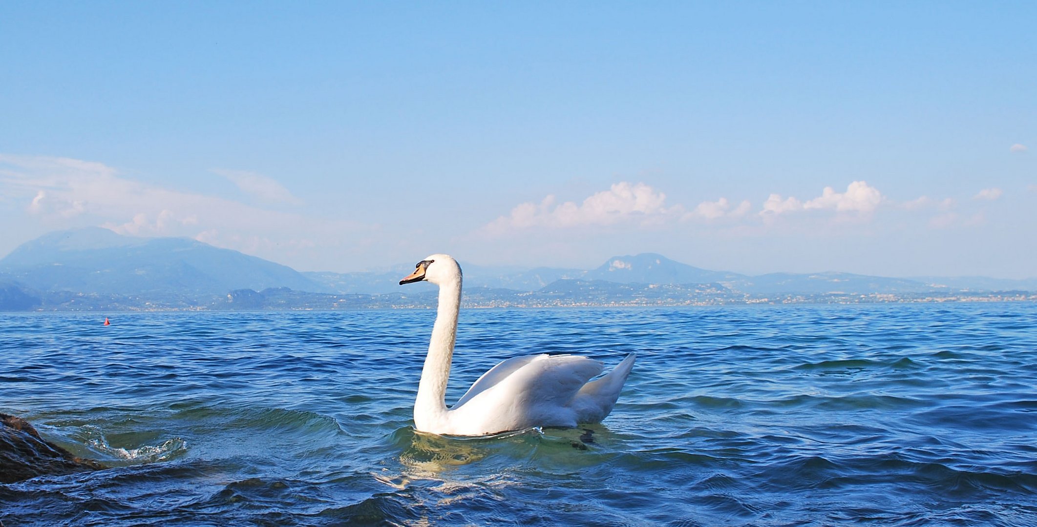 Schwan läuft ins Bild