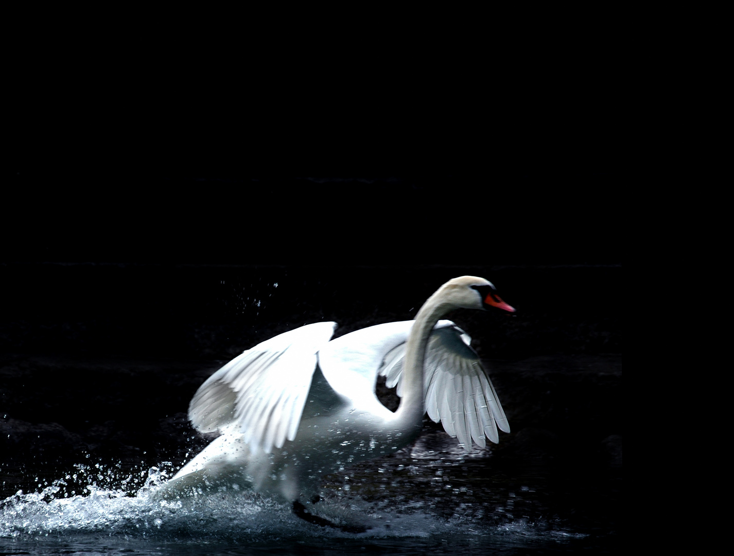 Schwan landet auf dem Wasser