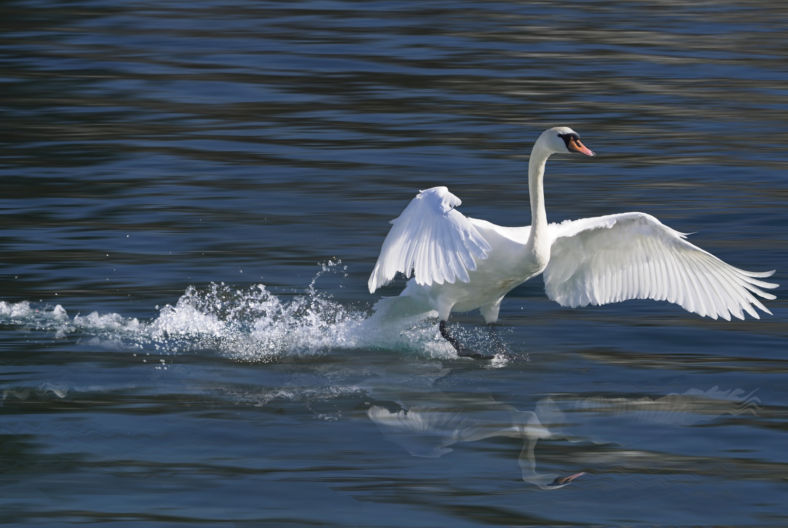 Schwan landet, mit Spiegelung