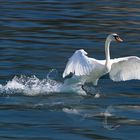 Schwan landet, mit Spiegelung