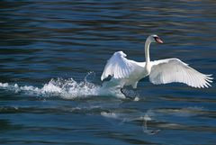 Schwan landet, mit Spiegelung