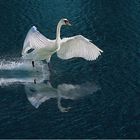 Schwan landet, mit Spiegelung 