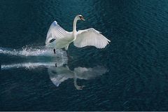 Schwan landet, mit Spiegelung 