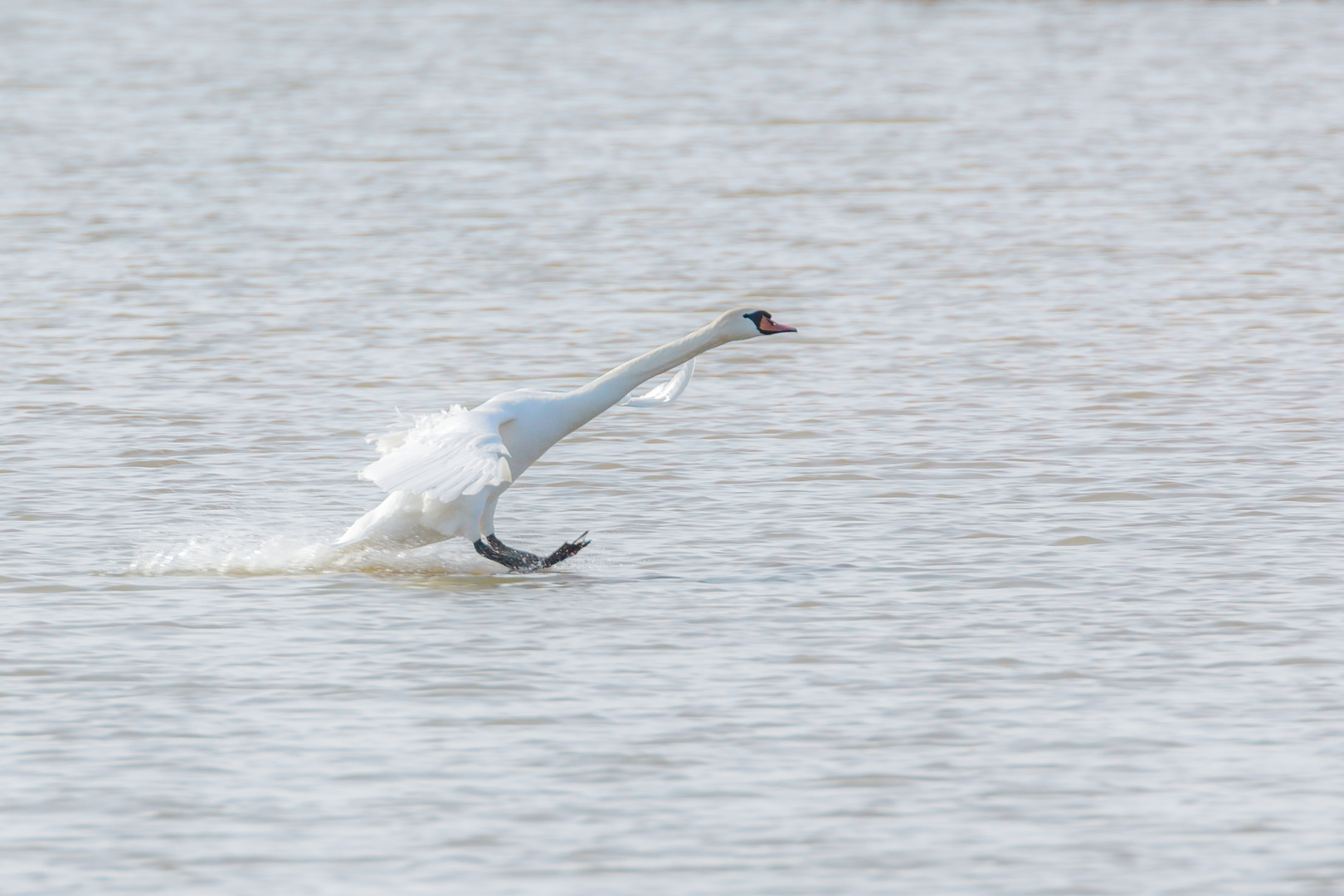 Schwan Landung-1107