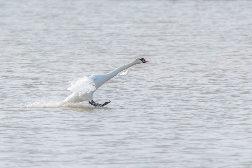 Schwan Landung-1107