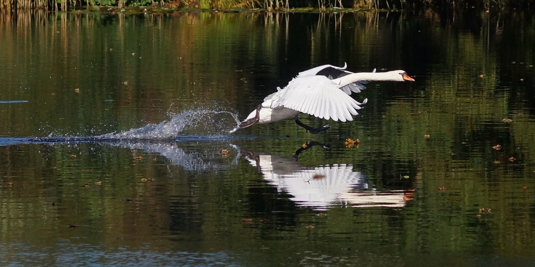 Schwan-Landung