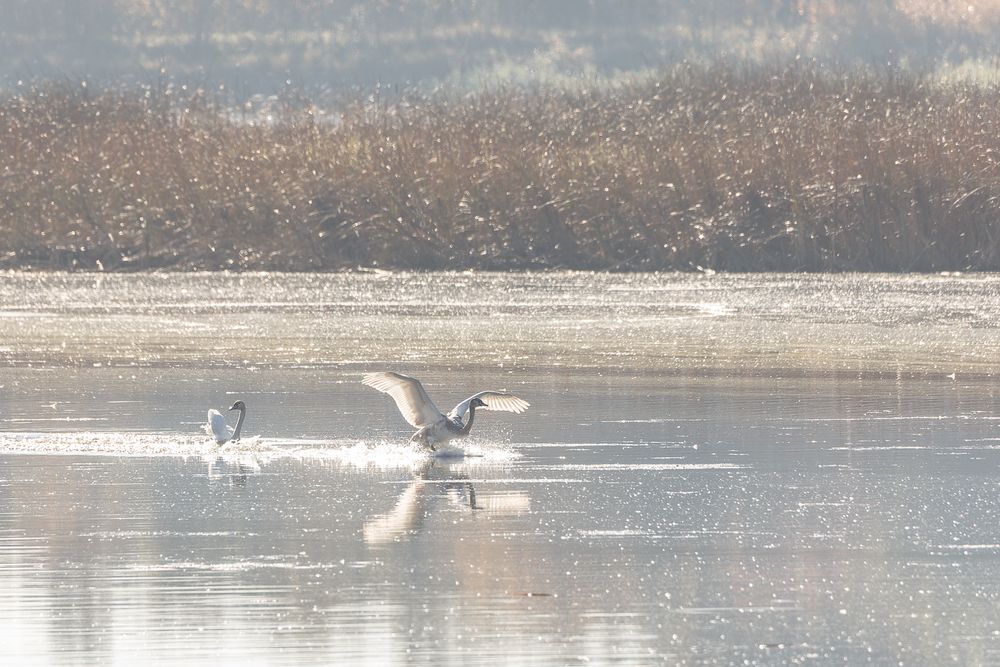 Schwan Landung-2053