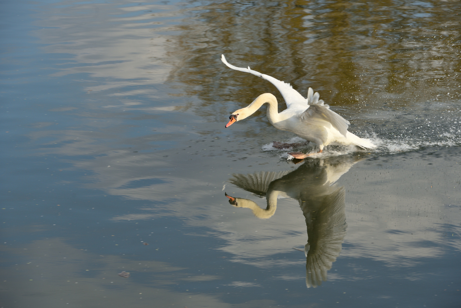 Schwan Landung auf dem Schweinfurt Main Airport