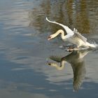 Schwan Landung auf dem Schweinfurt Main Airport