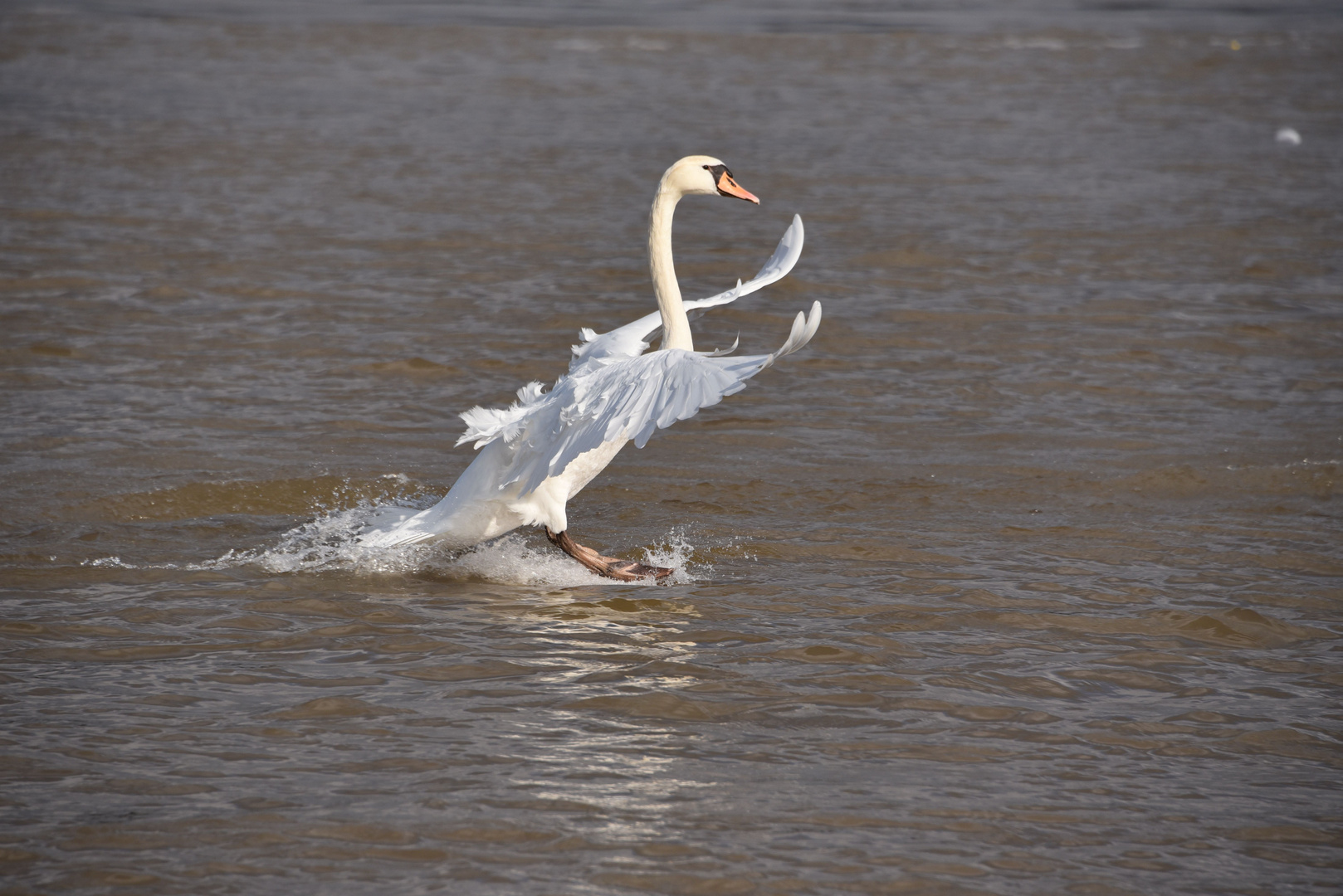 Schwan Landung