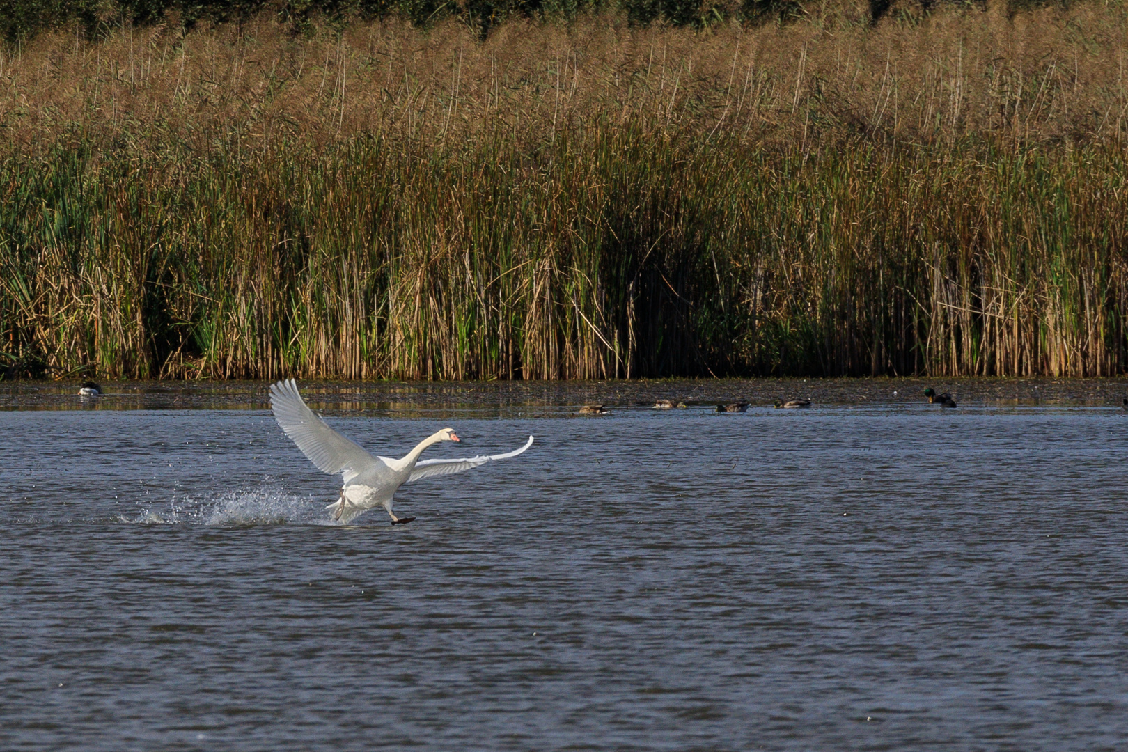 Schwan Landung Okt 16-0322