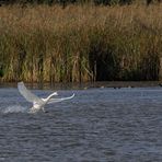 Schwan Landung Okt 16-0322