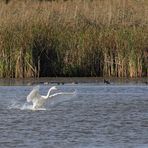 Schwan Landung Okt 16-0323