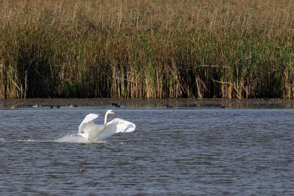 Schwan Landung Okt 16-0324