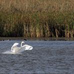 Schwan Landung Okt 16-0324