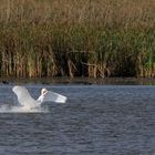 Schwan Landung Okt 16-0325