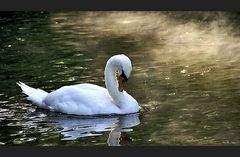 Schwan, Licht, Nebel