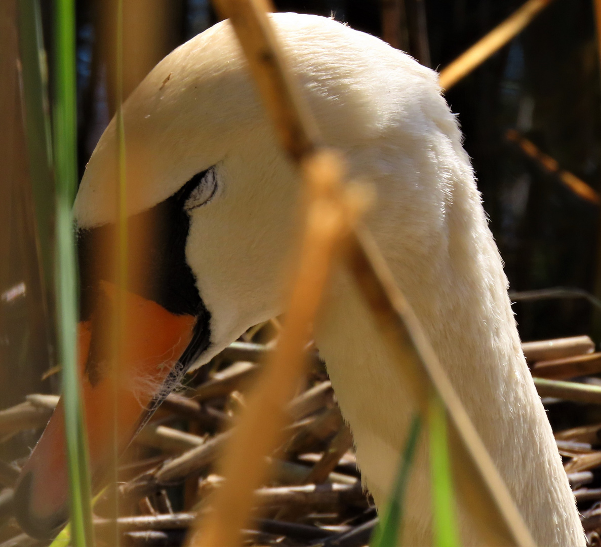 Schwan macht Augenpflege